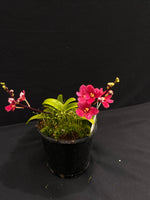 Select Barrita Orchids Sarcochilus INDP/030