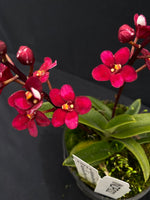 Select Barrita Orchids Sarcochilus INDP/032