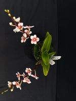 Select Barrita Orchids Sarcochilus INDP/028