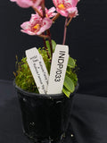 Select Barrita Orchids Sarcochilus INDP/033
