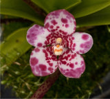 Select Barrita Orchids Sarcochilus INDP/020