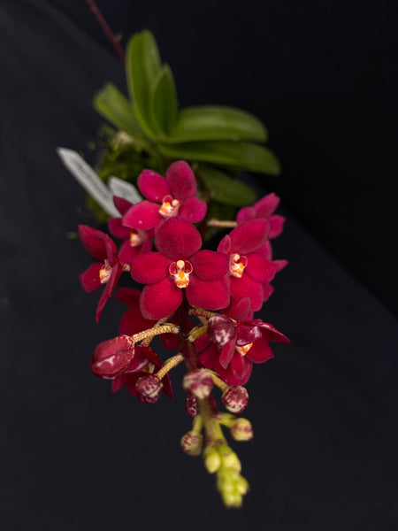 Select Barrita Orchids Sarcochilus INDP/026