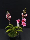Select Barrita Orchids Sarcochilus INDP/027