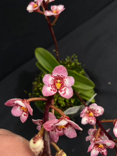 Select Barrita Orchids Sarcochilus INDP/033