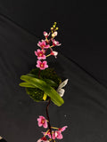 Select Barrita Orchids Sarcochilus INDP/027