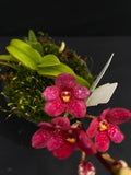 Select Barrita Orchids Sarcochilus INDP/030