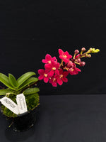Select Barrita Orchids Sarcochilus INDP/026