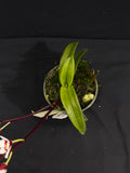 Select Barrita Orchids Sarcochilus INDP/036