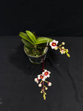 Select Barrita Orchids Sarcochilus INDP/036