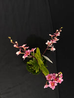 Select Barrita Orchids Sarcochilus INDP/031