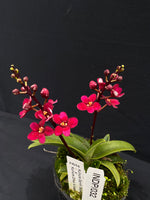 Select Barrita Orchids Sarcochilus INDP/032