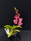 Select Barrita Orchids Sarcochilus INDP/035