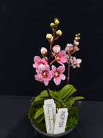 Select Barrita Orchids Sarcochilus INDP/029