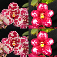 Sarcochilus Orchid Seedling. J088 (Kulnura Leppard 'Speckles' x Kulnura Exquisite 'Barrita')