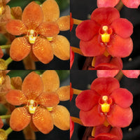 Sarcochilus Orchid Seedling. j106 (Kulnura Taser 'Oh My' x Kulnura Opus 'Vision')