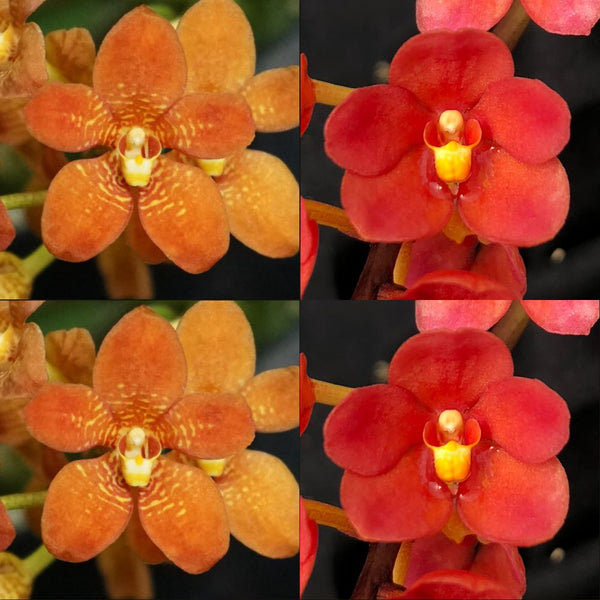 Sarcochilus Orchid Seedling. j106 (Kulnura Taser 'Oh My' x Kulnura Opus 'Vision')