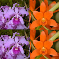 100mm Cattleya Orchid Seedling (C. lawrenceana 'SVO II' x C. aurantiaca 'SVO 4n')