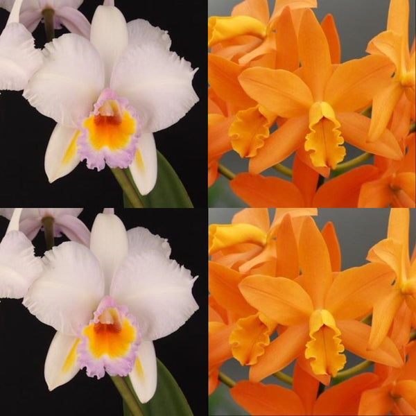 100mm Cattleya Orchid Seedling (Blc. Schroder's Love 'SVO' AM/AOS x Blc. Guess What 'SVO' AM/AOS)