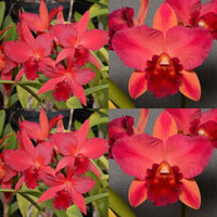 100mm Cattleya Orchid Seedling (Pot. Star Fire 'Xmas Red' x Pot. Rubescent Magic 'SVO')