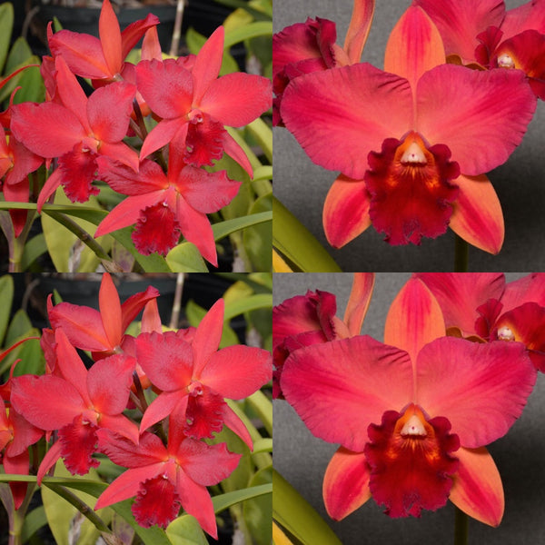 100mm Cattleya Orchid Seedling (Pot. Star Fire 'Xmas Red' x Pot. Rubescent Magic 'SVO')
