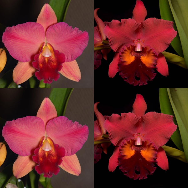 100mm Cattleya Orchid Seedling (Pot. Rubescent Magic 'SVO' x Pot. Carolina Splendor 'Krull's Ruby' AM/AOS)