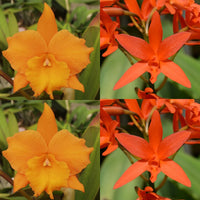 100mm Cattleya Orchid Seedling Pot. (Blc. Hawaiian Discovery 'Fluorescent Orange' HCC/AOS x Lc. Trick or Treat 'Orange Magic' AM/AOS)