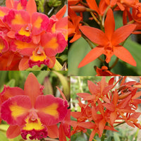 100mm Cattleya Orchid Seedling (Lc. Aussie Sunset 'Cosmic Fire' HCC/AOS x Lc. Trick or Treat 'Orange Magic' AM/AOS)